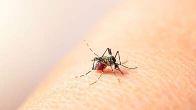 Existe un repunte en casos de Dengue, Covid e Influenza